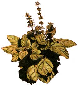 Cooking With Basil and its Role in Folk Lore Image